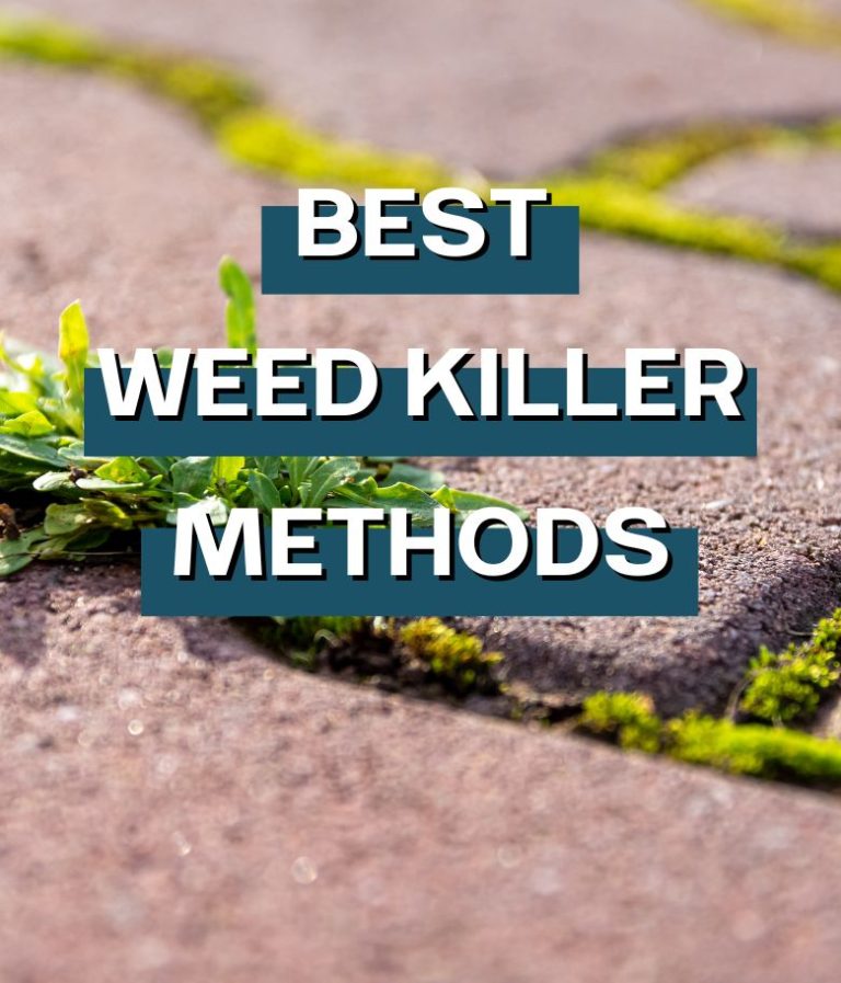 Patio weed and moss killer methods