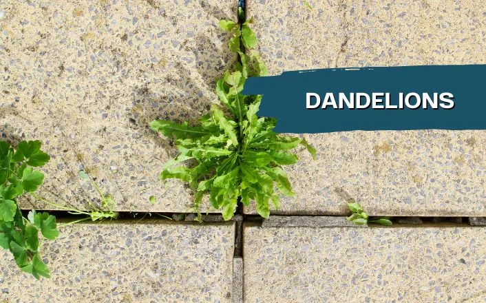 patio dandelions Dandelion growing in betweens patio pavers