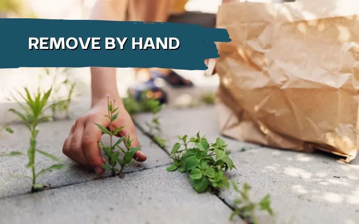 remove weed from your patio by hand