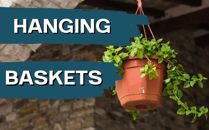 hanging baskets