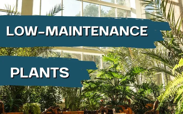 low maintenance plants Dublin patio